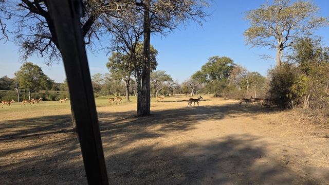 A lone animal crossing a sunny grassy clearing among scattered trees.