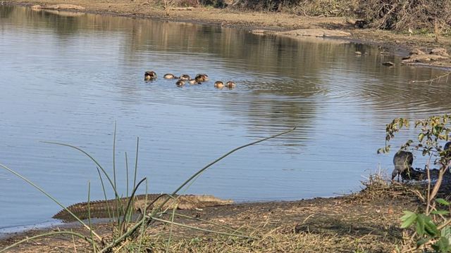 A calm river with a group of hippos partly submerged and reeds on the bank.
