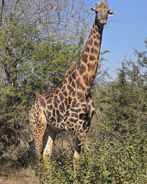 A giraffe standing among green bushes and trees, looking towards the camera.