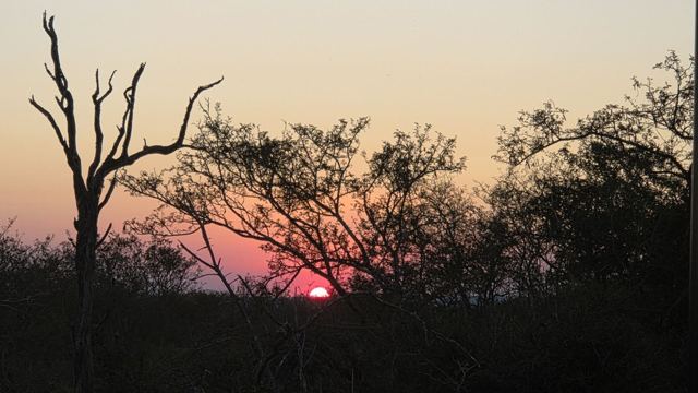 A red sun setting behind silhouetted bush and trees under a pink and orange sky.