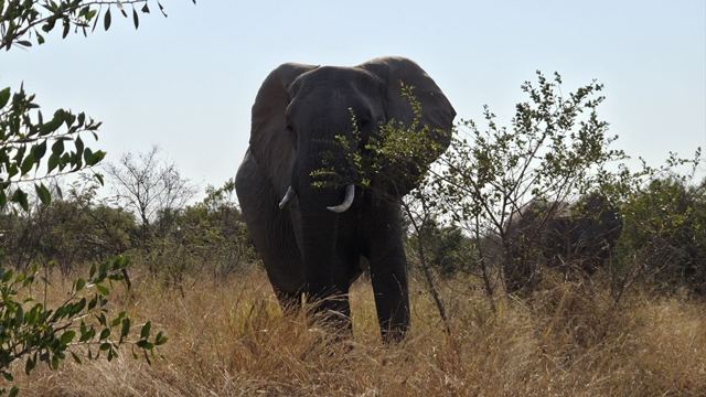 An elephant facing the camera while eating leaves from a bush.