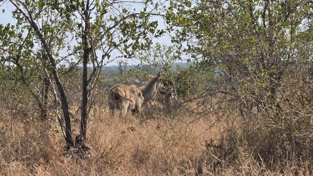 A zebra partly hidden behind dry bushes and thin trees.