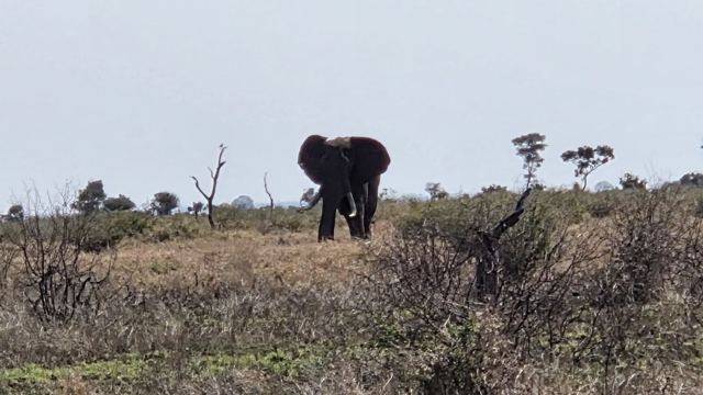 A single elephant standing among scrub on an open plain under a pale sky.