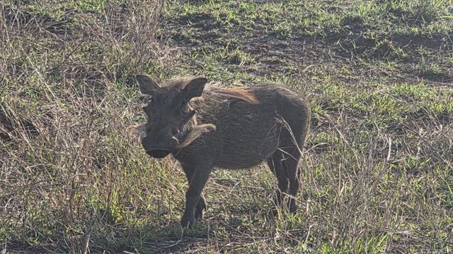 A warthog standing in green and dry grass, side on to the camera.