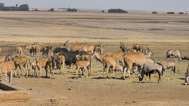 Herd of eland and gemsbok oryx grazing on dry, open grassland under a pale sky.