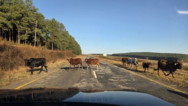 Cattle crossing a rural road lined with pine trees, seen through a car windscreen.
