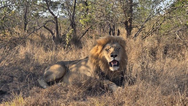 A male lion with a thick dark mane lying in dry grass, mouth slightly open.