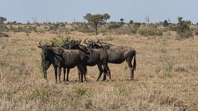 Three blue wildebeest standing together on a dry grassy plain dotted with trees.