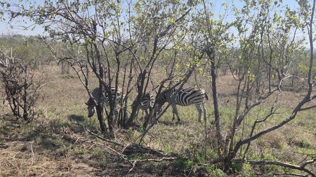 Zebras partly hidden among bare trees and bushes in the dry bush.
