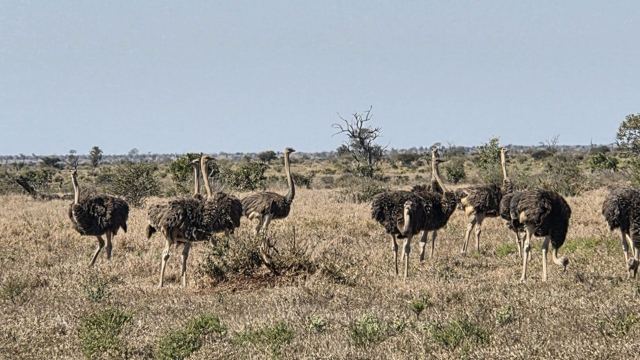 A group of ostriches walking across dry grassland with scattered trees.