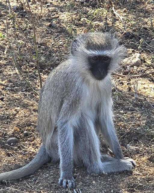 A grey vervet monkey with a black face sitting on dry ground looking at the camera.