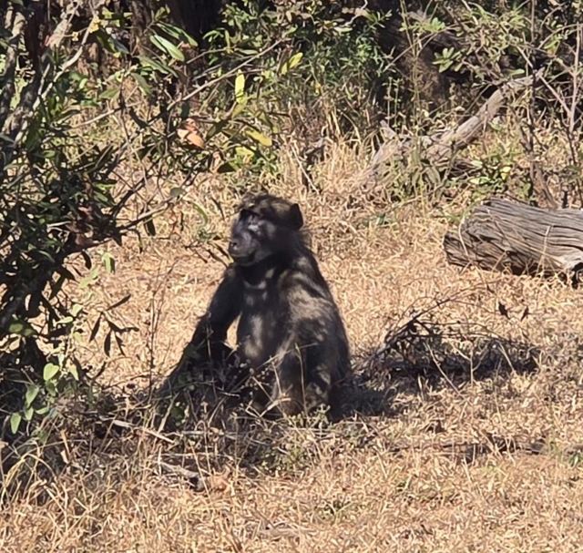 A young baboon sitting in the shade of bushes on dry ground.