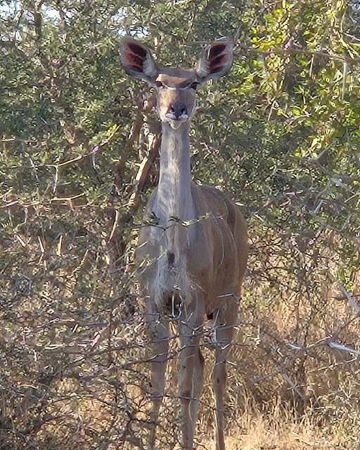 A female kudu with huge ears standing among thorny branches looking at the camera.