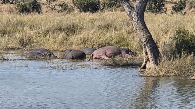 Several hippos lying half submerged in a waterhole beside a leaning tree and long grass.