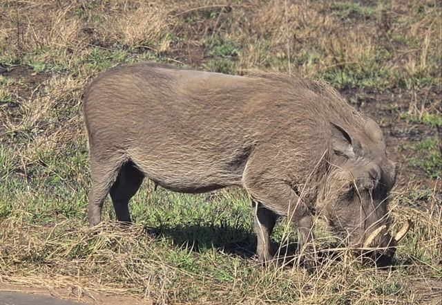 A warthog grazing on its knees in short grass beside a road.