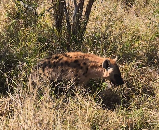 A spotted hyena moving through tall grass and bushes.