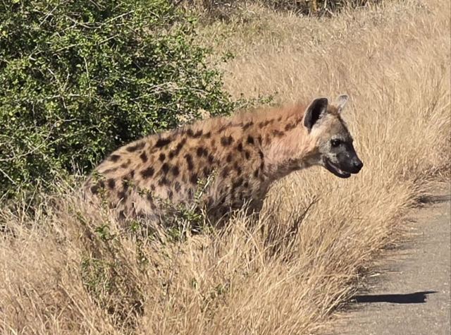A spotted hyena emerging from long grass at the edge of a tarmac road.
