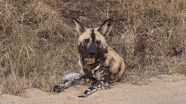 An African wild dog with mottled black, tan and white coat lying on sandy ground.