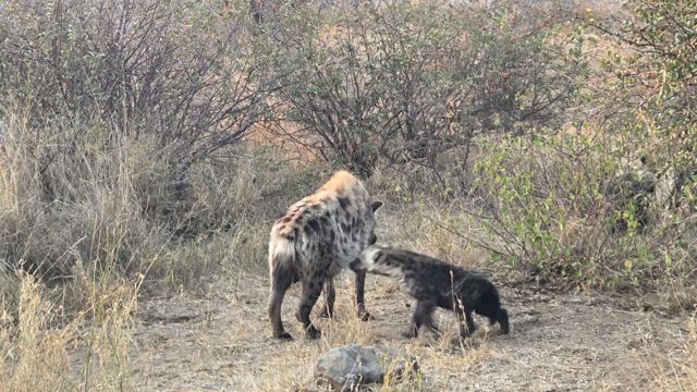 An adult spotted hyena with a small dark pup in dry grassland.