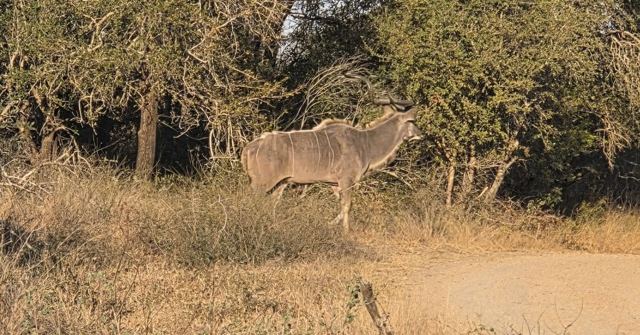 A kudu walking out of trees onto a dusty track in warm light.