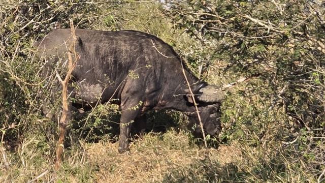 A large Cape buffalo with curved horns grazing among green bushes.