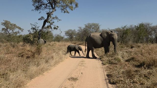 An adult elephant and a calf crossing a sandy dirt road in the bush.