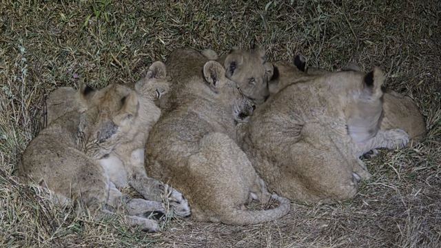 Several lion cubs curled up asleep together in the grass at night.
