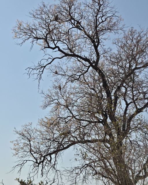 A leafless tree with spreading branches against a pale blue sky.