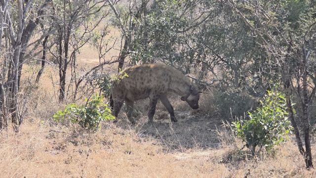 A spotted hyena sniffing the ground among dry bushes and small trees.