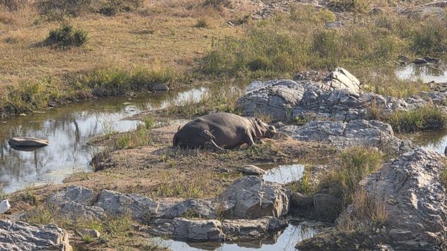 A large grey animal resting among rocks and small pools in dry grassland.