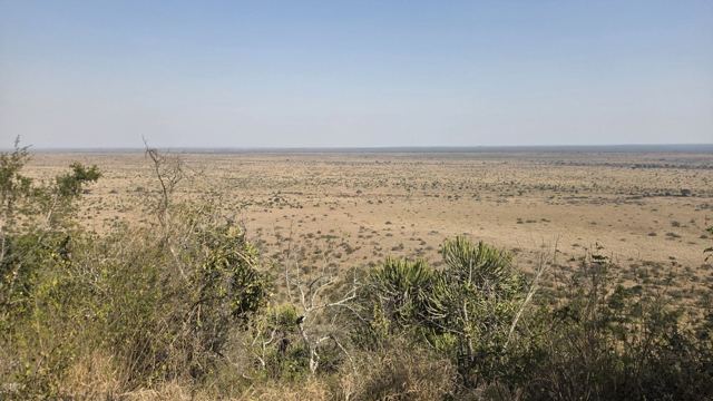 Flat open savanna plain stretching to the horizon with bushes in the foreground.