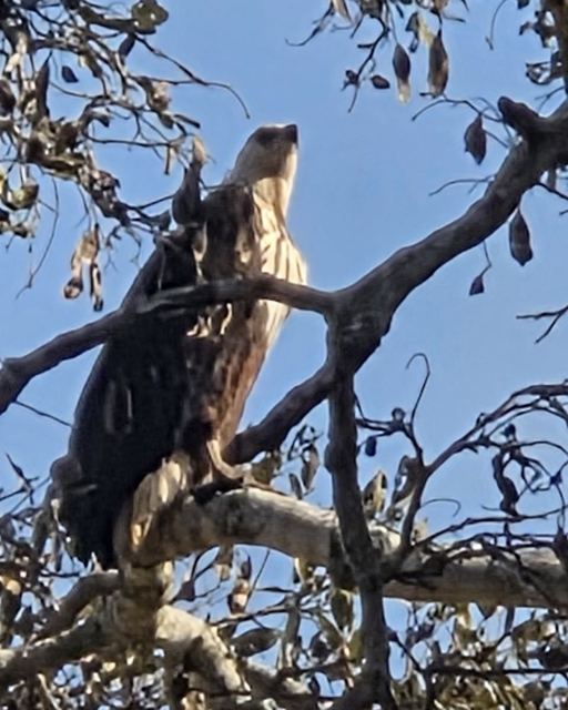 A large bird of prey perched on a branch among leaves against a blue sky.