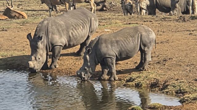 Two white rhinos drinking from a shallow waterhole with other animals behind.