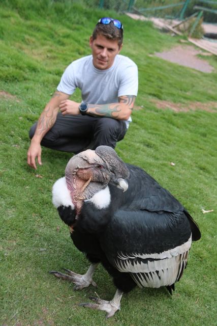 A man crouching on grass beside a large black Andean condor at a sanctuary.