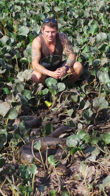 A man crouching in green vegetation with a large anaconda coiled at his feet.