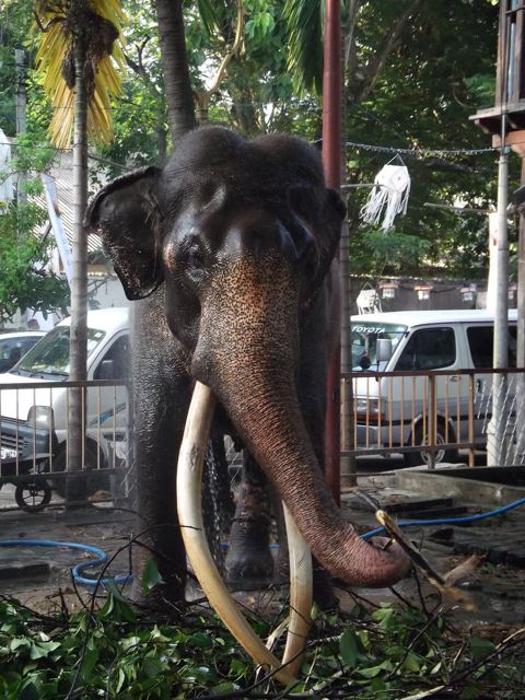 A decorated elephant statue at a Colombo temple.