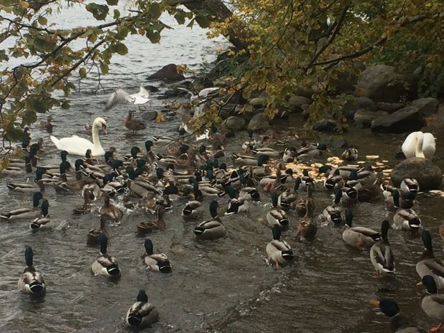 Swans and ducks crowding the water's edge in Stockholm.