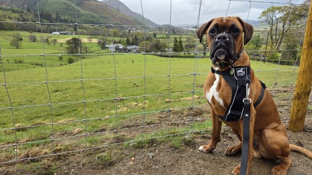 A boxer dog in a harness sitting on grass in front of a fence and green fields.