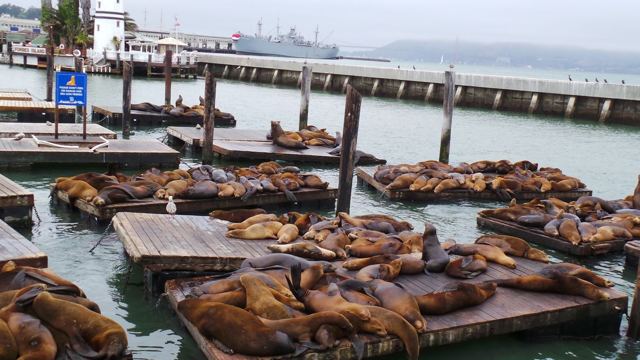 PIER 39, United States