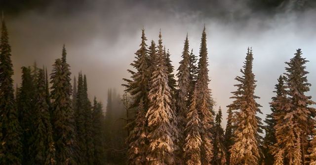 Tall snow-covered fir trees lit warm gold against dark misty clouds.