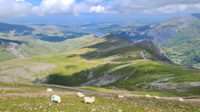 Sheep grazing on a green mountainside with rolling ridges and a distant coastline beyond.