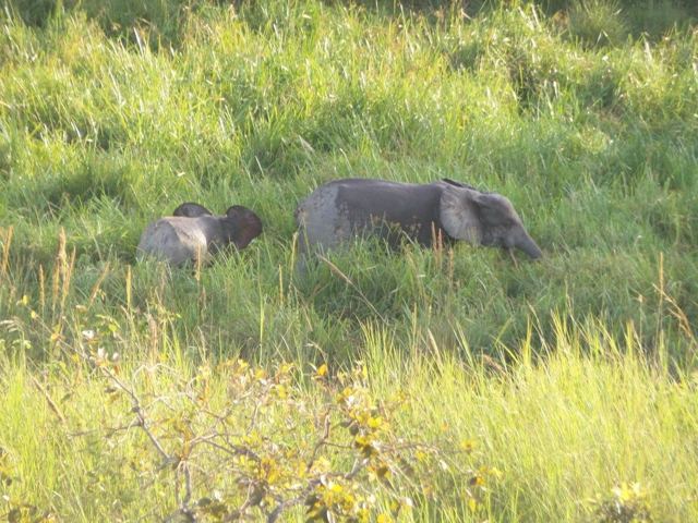 Two grey forest elephants half-hidden in tall green grass.