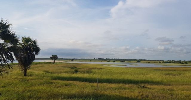 Flat green wetland with a palm tree and scattered water under a cloudy sky.