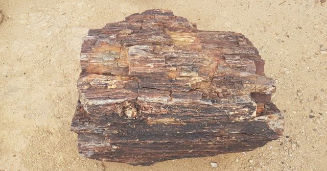 A large piece of petrified wood with rock-like bark lying on sand.