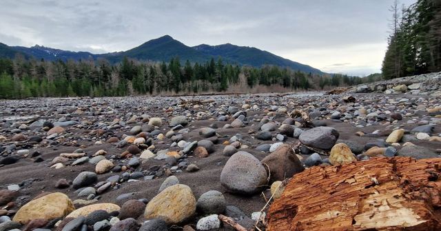 A wide riverbed of rounded stones with evergreen forest and a mountain peak behind.