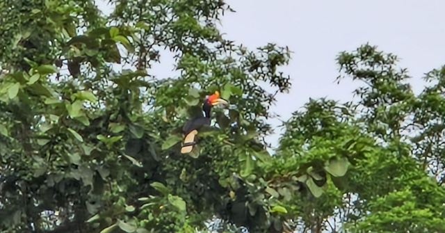 A hornbill with an orange and black bill perched among rainforest trees.