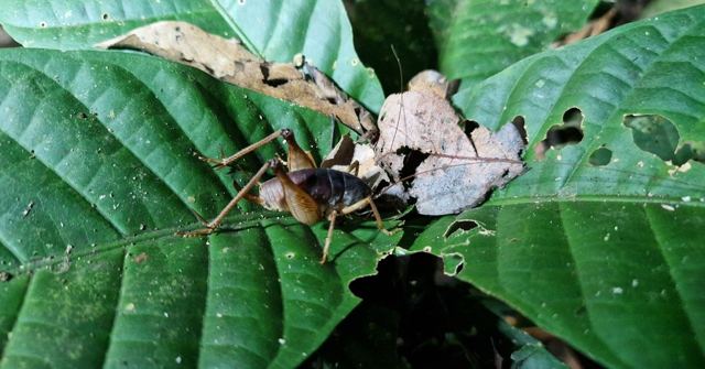 A camouflaged insect sitting among dry brown leaves on a large green jungle leaf.