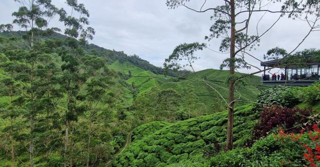 Green hills covered in tea plantations with tall trees and a small viewing building on the ridge.