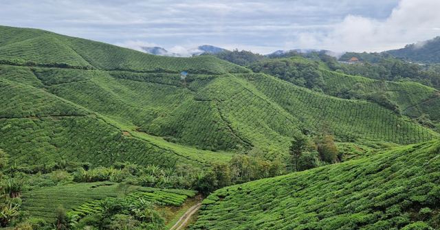 A wide valley of neatly rowed tea bushes stretching over rolling hills under a cloudy sky.