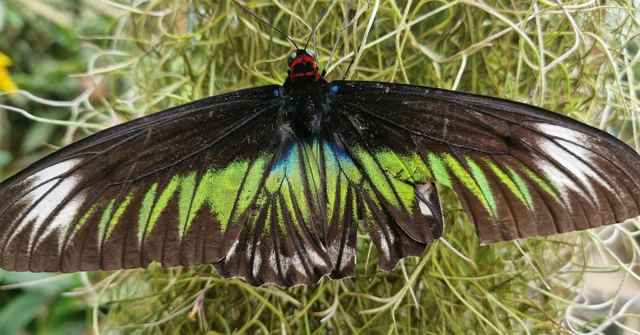 A large black butterfly with bright green markings spreading its wings over dry moss.
